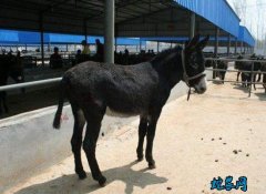 2020年2月1日驴价格行情、今日肉...