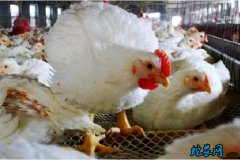 2020年2月4日鸡价格行情、今日肉...