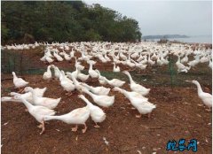 2020年2月7日鹅价格行情、今日肉...