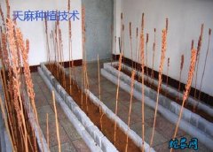 天麻种植技术、天麻有性繁殖方式袋栽技...