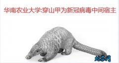 穿山甲为新冠病毒中间宿主！穿山甲养殖...