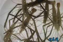 2020年2月10日河虾价格行情、今...