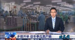 海南冬季瓜菜：多措并举 促冬季瓜菜产...