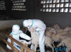 《2020年国家动物疫病强制免疫计划...