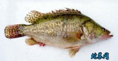 2020年2月17日鳜鱼价格行情、今...