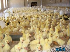 新手养鹅、新手养鹅怎么养？需要注意什...