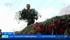 疫情也影响鲜花产业！花农试水网销转型...