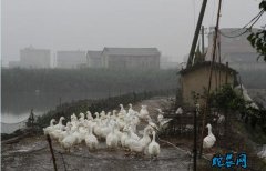 在农村从事养殖要注意！牢记一下四点避...