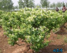 金银花树、金银花树的特点及栽培方法！