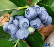 2020年3月15日蓝莓价格行情、今...