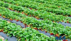 2020年3月15日草莓价格行情、今...