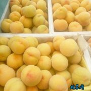 2020年3月16日黄桃价格行情、今...