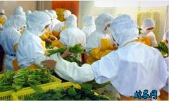 蔬菜加工前原料的选择、清洗预处理标准...