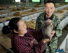 澎湃 | 禁野令下养殖户的脱贫变数：...