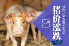 2020年3月24日猪肉价格行情、今...