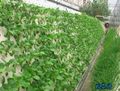 现代无土蔬菜种植技术高！雾培蔬菜住进...