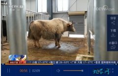 西藏那曲壮大畜牧产业、牦牛养殖帮牧民...