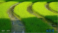 安徽早稻俏 政策、技术、服务一起保！