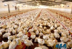 2020年3月30日肉鸡价格行情、今...