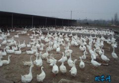 2020年4月1日肉鹅价格行情、今日...