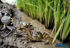 稻蟹(水稻+河蟹)综合种养技术指南