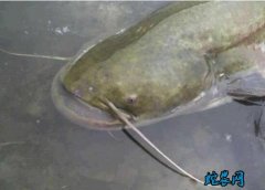 2020年4月9日鲶鱼价格行情、今日...