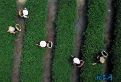 茶产业求高质 宁德市给出八措施