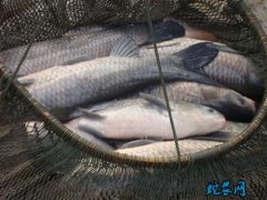 2020年4月12日青鱼价格行情、今...