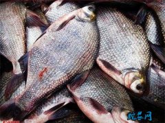 2020年4月12日鳊鱼价格行情、今...