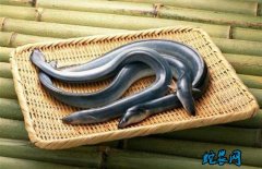 2020年4月14日鳗鱼价格行情、今...