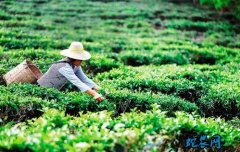 海南有机茶园创新思路促茶旅“结亲”