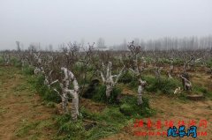河南特色农业助力贫困群众增收、古朴沧...