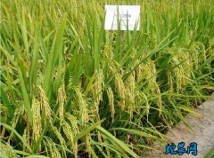 浙江萧山再生稻种植首次应用杂交稻精准...