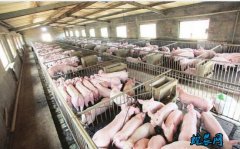 全国生猪生产继续向好、3月份能繁母猪...
