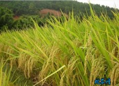 2022年：天津市稻谷小麦玉米 农业...