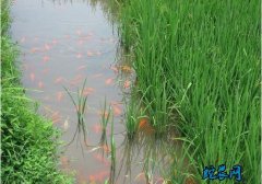 湖南：稻鱼共生新增稻渔综合种养50万...