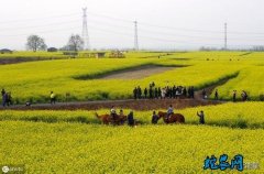 河北邢台市：10万亩油菜花成为“踏青...