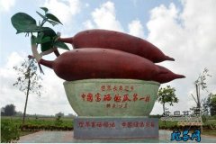 农产品可追踪溯源！海南澄迈桥头地瓜溯...