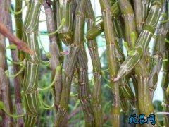2020年5月1日石斛价格行情、今日...