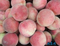 2020年5月1日毛桃价格行情、今日...