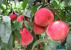 2020年5月1日水蜜桃价格行情、今...