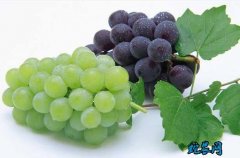 2020年5月1日葡萄价格行情、今日...