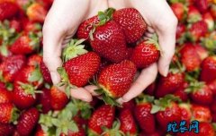 2020年5月1日草莓价格行情、今日...