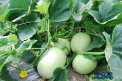 2020年5月1日甜瓜价格行情、今日...