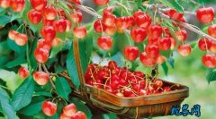 2020年5月1日樱桃价格行情、今日...