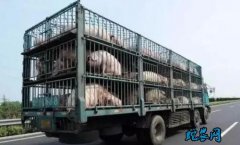 黑龙江省农业农村厅印发生猪调运明白纸
