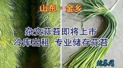 山东金乡市场：金乡早熟蒜苔上市，保鲜...