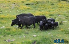 2020年5月6日藏香猪价格行情、今...