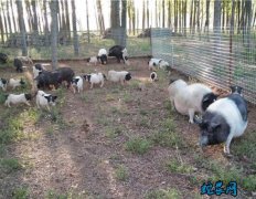 2020年5月7日香猪仔猪苗价格行情...