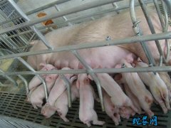 2020年5月7日长白仔猪苗价格行情...